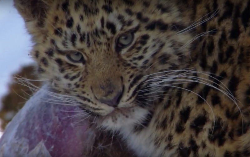 Bestand der sibirischen Amur-Leoparden erholt sich allmählich
